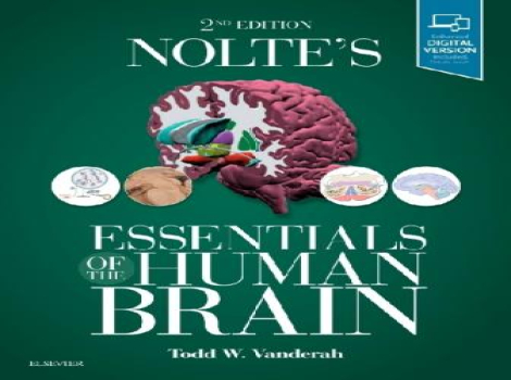 دانلود کتاب ملزومات مغز انسان نولت Nolte's Essentials of the Human Brain 2nd Edition
